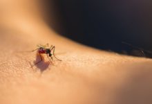 Photo of Dr Afelt: Łagodne zimy i dłuższe lato sprzyjają w Europie wegetacji komarów przenoszących choroby zakaźne