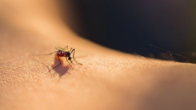 Photo of Dr Afelt: Łagodne zimy i dłuższe lato sprzyjają w Europie wegetacji komarów przenoszących choroby zakaźne