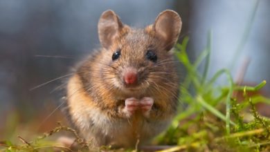 Photo of Myszy zakażają się nowymi wariantami wirusa SARS-CoV-2