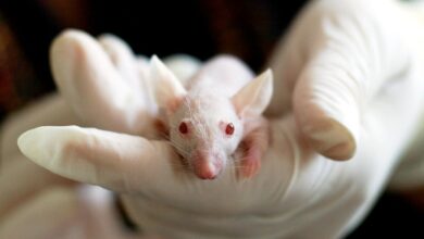 Photo of Ochronny probiotyk osłabia szkodliwe działanie alkoholu u myszy